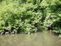 SugarRiver_2005_9.jpg