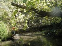 YaharaRiver_2005_2.jpg